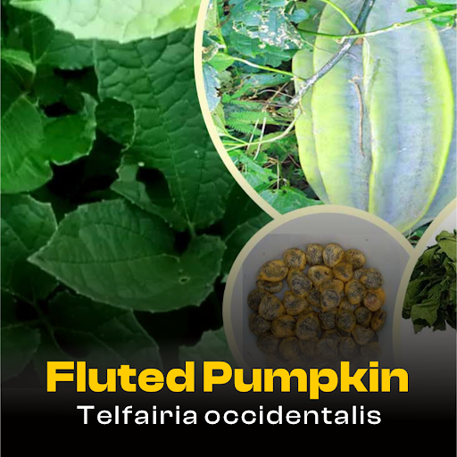 Five African Botanicals