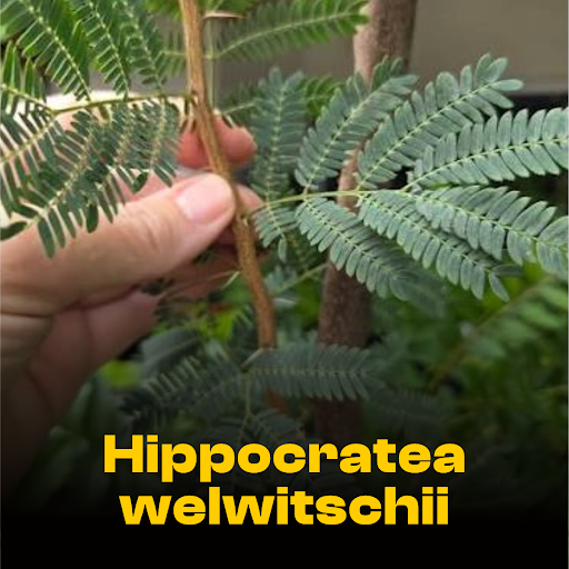 Five African Botanicals
